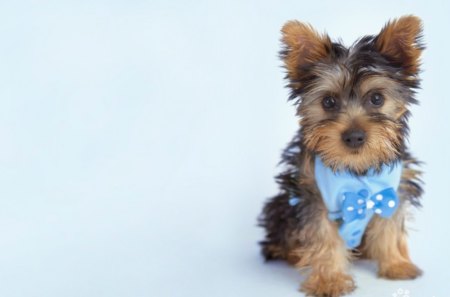 Little gentleman - adorable, puppy, fluffy, jentleman, dog, tie, sweet, cute, little