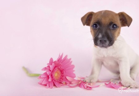 Puppy with gerbera - nice, puppy, adorable, lovely, pretty, gerbera, pink, petals, beautiful, dog, sweet, flowers, cute