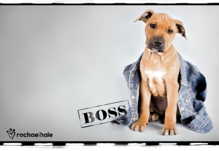 The boss - nice, puppy, adorable, boss, lovely, pretty, dog, sweet, photo, look, cute