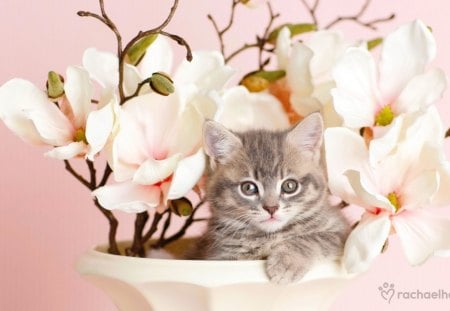 In the pot - pretty, pink, photo, flowers, fluffy, kitten, nice, pot, delicate, beautiful, lovely, sweet, cat, cute, tender, adorable, floral, kitty