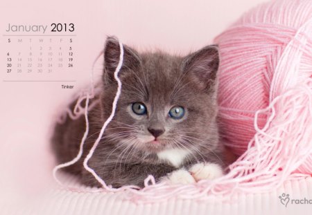 Calendar for january - pretty, pink, cute, beautiful, sweet, cat, adorable, kitty, nice, kitten, lovely, basket, fluffy