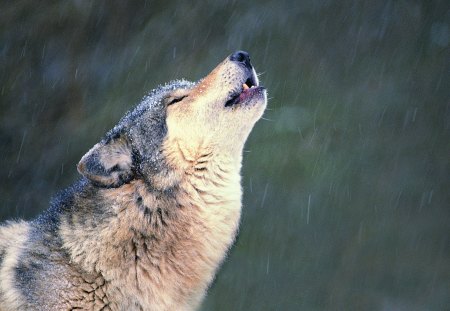 Wolf - animal, wolf, howl, other