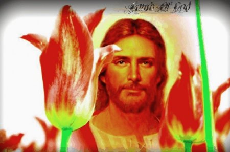 Lamb Of God - god, love, jesus, lamb