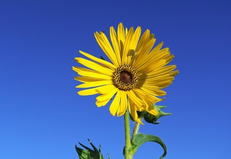 Sunflower - sunflower, picture, yellow, cool