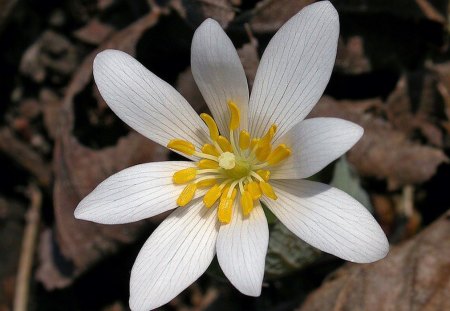 White Flower - Flower, Beautiful, Picture, White