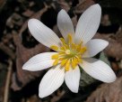 White Flower