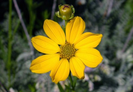 Yellow Flower - Yellow, Flower, Beautiful, Picture