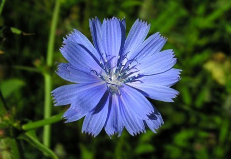 Blue Flower - Flower, Beautiful, Picture, B lue