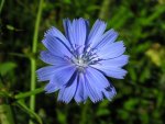 Blue Flower