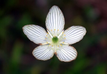 White Flower - white, picture, flower, beautiful