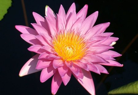 Pink Flower - picture, flower, pink, beautiful