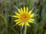 Yellow Flower