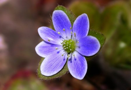 Blue Flower - Flower, Beautiful, Picture, Blue