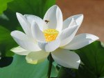 White Lotus