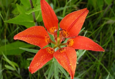 Red Flower - picture, flower, red, beautiful