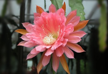 Pink Flower - Pink, Flower, Beautiful, Picture