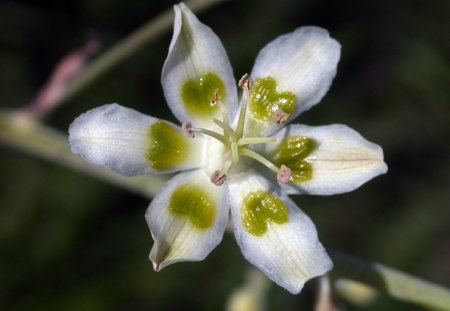 White Flower