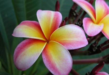 Plumeria Flowers - Plumeria, Beautiful, Picture, Flowers