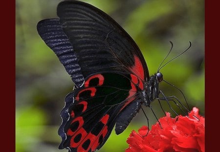 Beautiful Butterfly - Cool, Butterfly, Beautiful, Picture