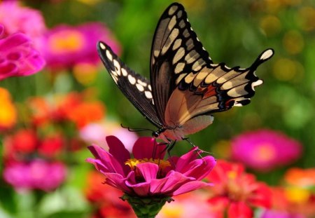 Butterfly on Flowers - Butterfly, Beautiful, Picture, Flowers