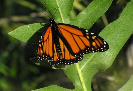 Orange Butterfly - Orange, Butterfly, Beautiful, Picture