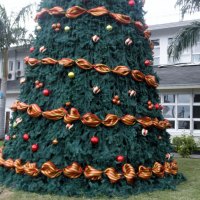 Christmas tree in St. Lucia Island