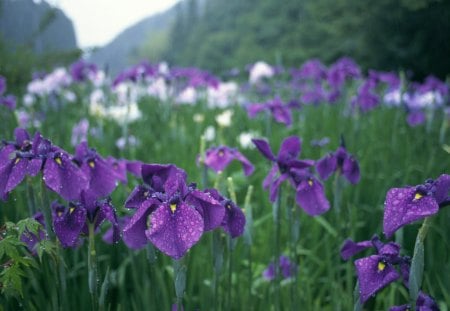 Raining day - water, drops, grass, forest, flower, pink, nature, green, rain, iris, violet, flag