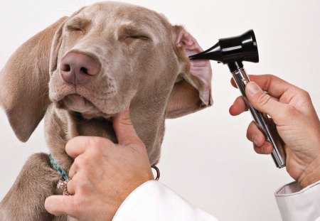 Medical visit - doctor, blue, ears, medical, dog, pink, animal, hand, funny, visit