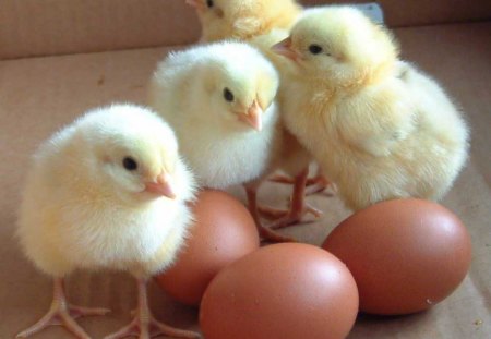 Chicks - eggs, fluffy, Chicks, baby