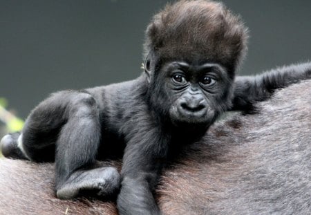 only a mother could love - back, baby gorilla, only, mothers, could love, a mother, wallpaper