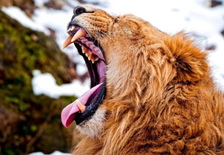 cramp!!!!! - male, cramp, fun, big cats, lion, wallpaper