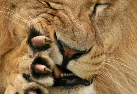 come a little bit closer !! - male, claws, come a little bit closer, lion, animal big cats, wallpaper