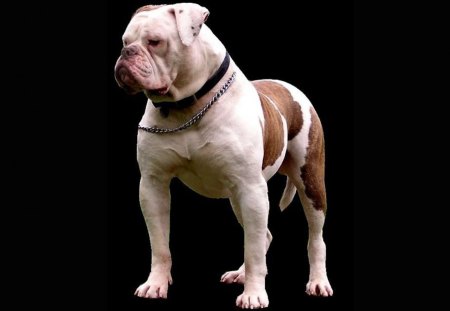 american bulldog - american, bulldog, animal, dog