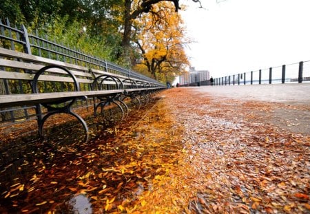 autumn in new york - new, usa, york, autumn