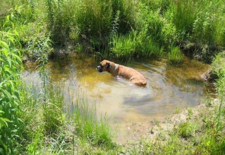 boxer - dog, grass, water, boxer