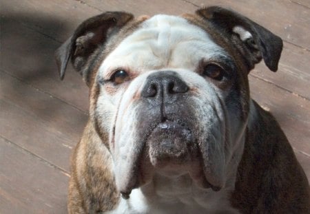 bulldog - dog, animal, ingles, bulldog