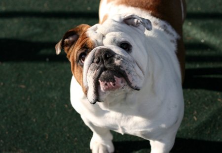 english bulldog - animal, dogs, bulldog, english