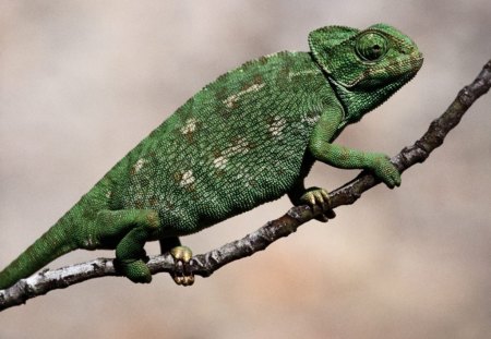 mediterranean chameleon - mediterranean, branch, wild, chameleon