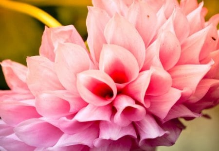 pink flower - roses, flower, pink, branch