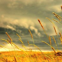 wheat stalks under stormy skies