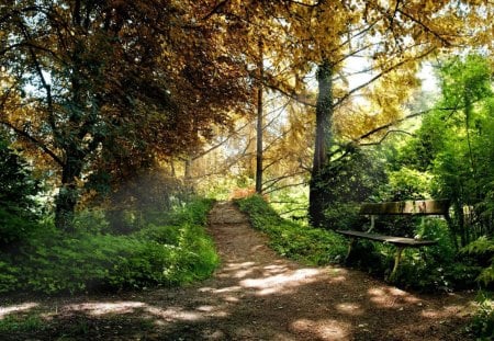 bench on a path in the woods - bench, path, woods, bushes