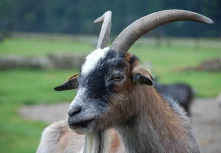 Goat - goat, knuthenborg, dyrepark, ged