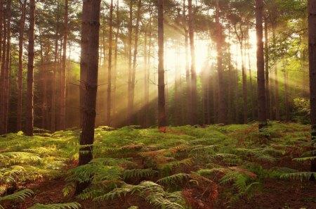 woods in sunshine at broxbourne england - sun rays, forest, ferns, trunks