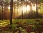 woods in sunshine at broxbourne england