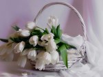 White tulips in a basket