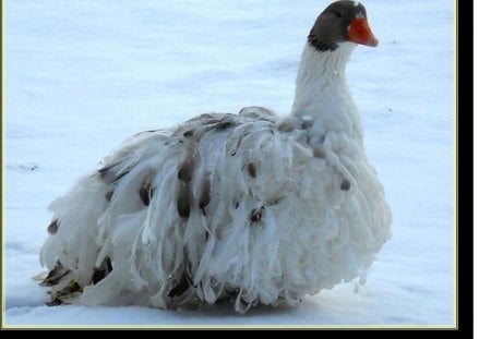 goose - snow, fluffy, feathers, winter