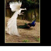 2 peacocks