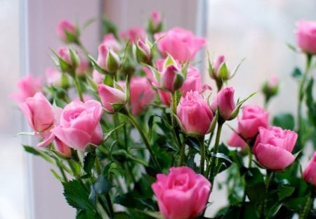 * Pink roses * - roses, delicate, soft, pink roses, bouquet, pink