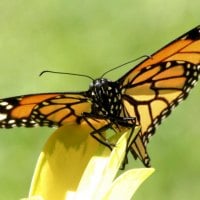 Beautiful yellow butterfly