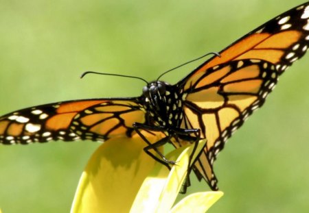 Beautiful yellow butterfly - butterfly, flowers, yellow, Beautiful